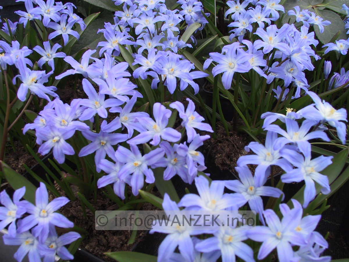 Chionodoxa luciliae 04.JPG